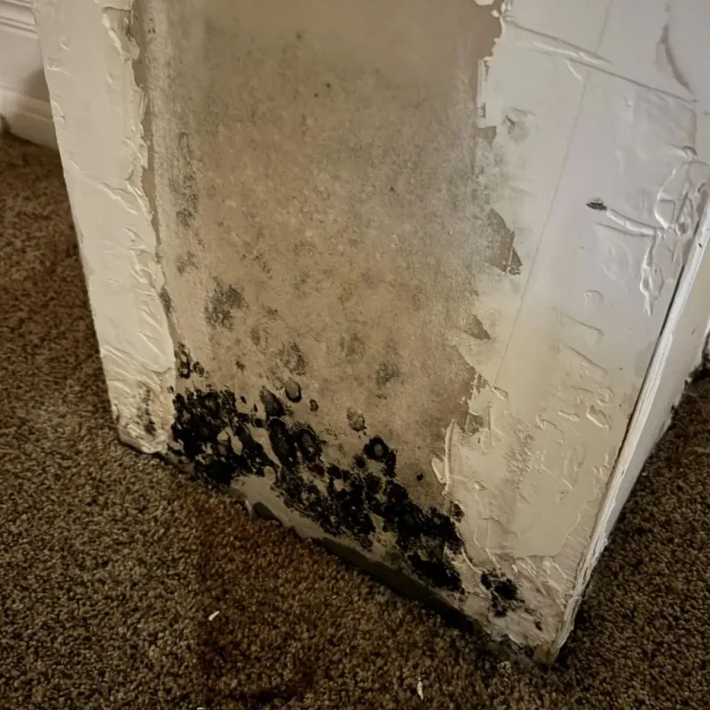 Professional Mold Removal in Natalbany, LA
